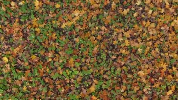 Fallen Leaves Autumn Forest Colorful Pattern Background Spinning Drone Footage — Stock Video