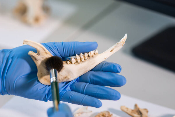 Closeup of rchaeologist working in natural research lab. Laboratory assistant cleaning animal bones. Close-up of hands in gloves and ancient skull. Archaeology, zoology, paleontology and science