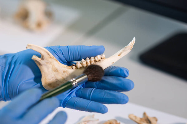 Closeup of rchaeologist working in natural research lab. Laboratory assistant cleaning animal bones. Close-up of hands in gloves and ancient skull. Archaeology, zoology, paleontology and science