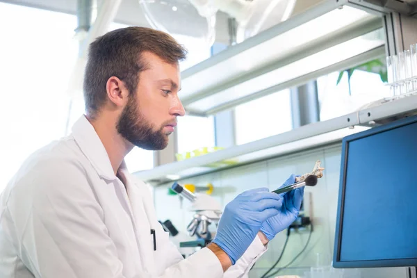 Arkeolog Verksam Naturforskningslaboratorium Laboratorieassistent Som Rengör Djurben Arkeologi Zoologi Paleontologi — Stockfoto