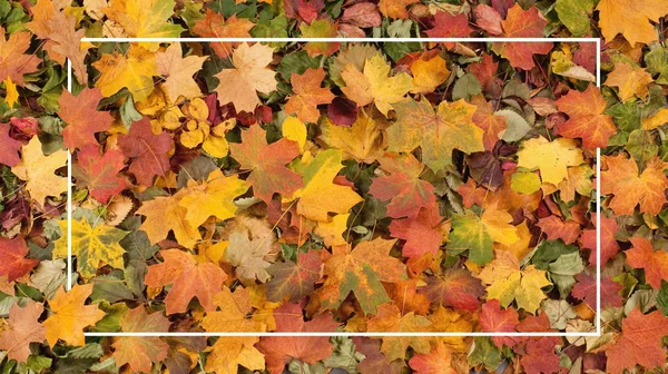 계절적 가을의 단풍나무 — 스톡 사진