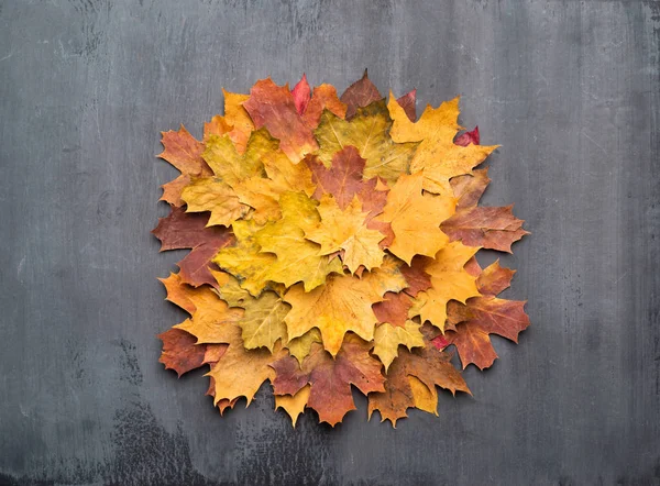 Fundo Outono Sazonal Quadro Folhas Bordo Coloridas Sobre Textura Cinza — Fotografia de Stock