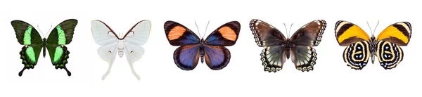 Sada Krásných Barevných Motýlů Izolovaných Bílém Sbírka Koláže — Stock fotografie