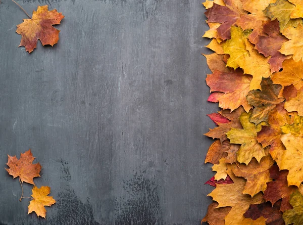 Seasonal autumn background. Colorful maple leaves over grey texture. — Stock Photo, Image