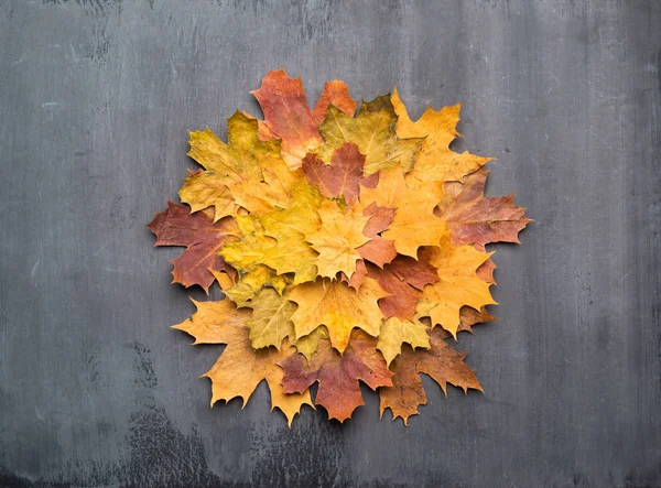 Seasonal autumn background. Colorful maple leaves over grey texture. — Stock Photo, Image