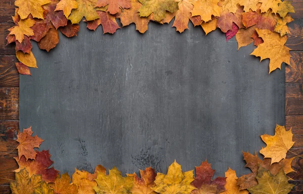 계절적 가을의 단풍나무 — 스톡 사진