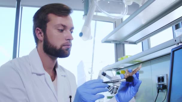 Arqueólogo trabajando en laboratorio de investigación natural. Asistente de laboratorio limpiando huesos de animales. Arqueología, zoología, paleontología y ciencias de la vida . — Vídeo de stock