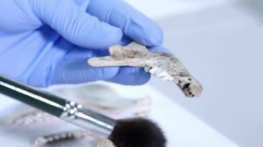 Doğal araştırma laboratuvarında çalışan bir arkeolog. Laboratuvar asistanı hayvan kemiklerini temizliyor. Eldivenli eller ve kadim kafatası. Arkeoloji, zooloji, paleontoloji kavramı.