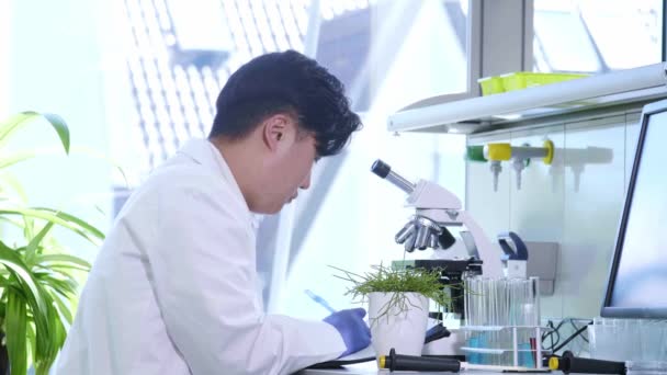 Ázsiai tudós a laborban. Az orvos mikrobiológiai kutatásokat végez. Laboratóriumi eszközök: mikroszkóp, kémcsövek, berendezések. Biotechnológia, kémia, bakteriológia, virológia. — Stock videók