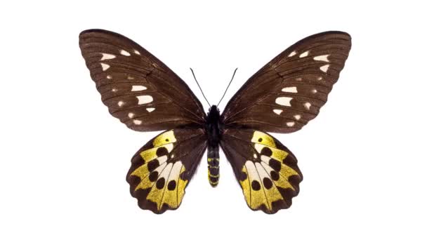 白に隔離された美しくカラフルな蝶のストップモーションセット — ストック動画