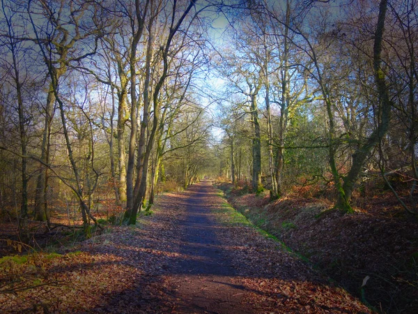 Promenade Forestière Zone Proche Roue Falkirk Des Canaux Union Forth — Photo