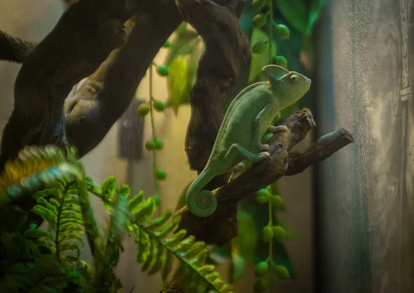 Lovely Pet Lizard Veiled Chameleon Home Terrarium Enclosure — Stock Photo, Image