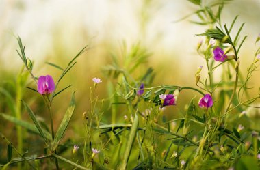 renkli çayır çiçek vahşi yaz alan