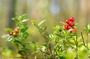 yaz çam ormanı içinde kırmızı parlak lingonberries