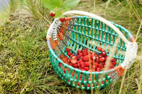 Korb Mit Duftenden Bio Walderdbeeren Auf Dem Gras Fluss — Stockfoto