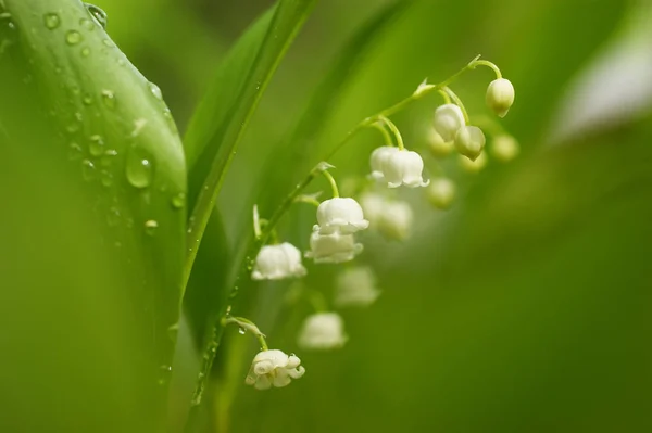 Wiosna Kwiaty Piękne Przetargu Konwalii Objęte Krople Deszczu — Zdjęcie stockowe