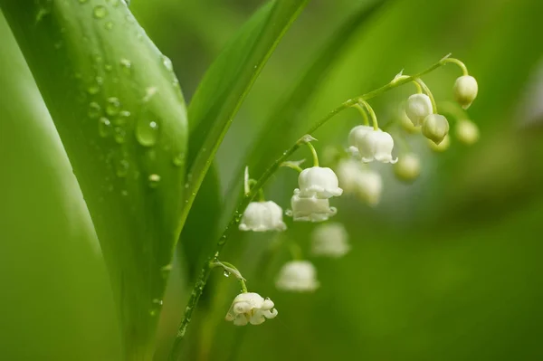 Lily Vadi Yağmur Damlaları Ile Kaplı Güzel Yumuşak Çiçek Bahar — Stok fotoğraf