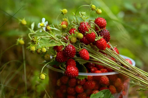 Bouquet of wild forest strawberries