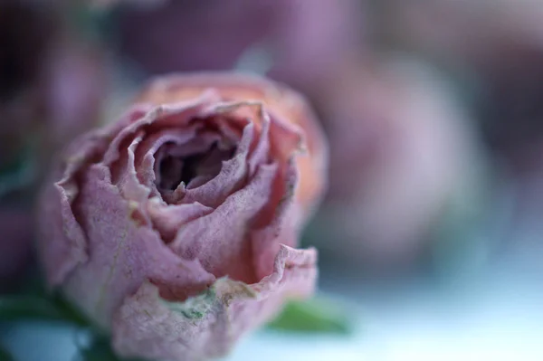 Dried Rose Flower Head Table Dry Flower — Stock Photo, Image