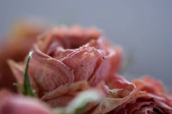 Сухие Почки Роз Цветы Столе Голубым Фоном — стоковое фото