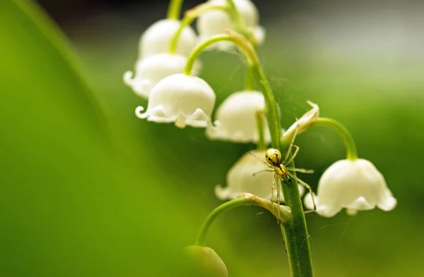Mały Pająk Kwiaty Konwalii Lesie Wiosna — Zdjęcie stockowe