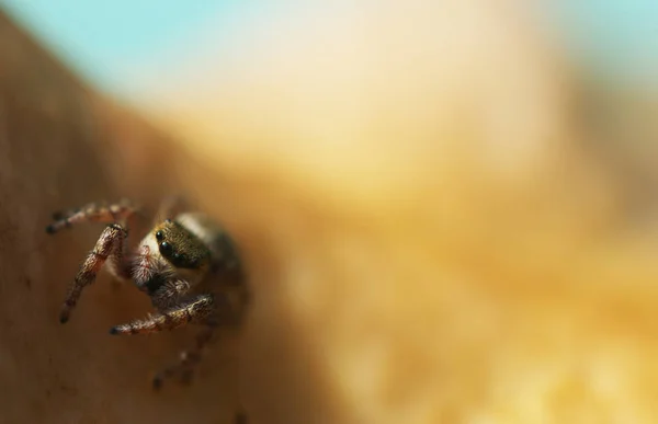 Μικρή Χαριτωμένο Καφέ Jumping Αράχνη Στο Μανιτάρι Μακροεντολή — Φωτογραφία Αρχείου