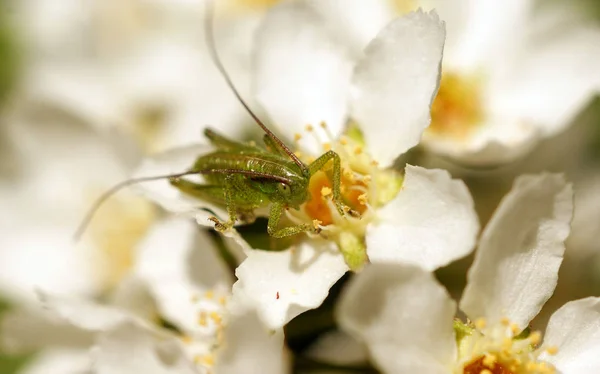 Verde Pequeño Saltamontes Flores Blancas Amarillas Cerezo Pájaro Primavera —  Fotos de Stock