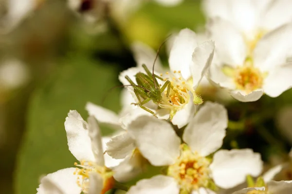 春の鳥桜の白と黄色の花に緑色の小さなバッタ — ストック写真