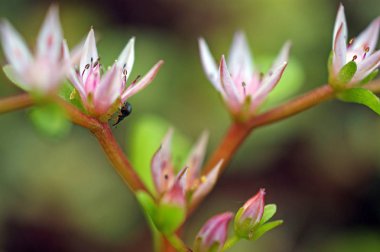 iki küçük böcekler üzerinde yaprakları ve yeşil yaprakları ile ihale pembe çiçekler böcekler