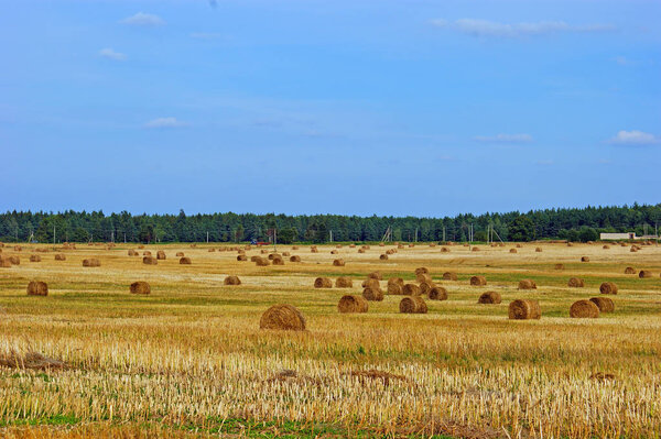сельский пейзаж с стогами сена на пшеничном поле под красивым голубым небом
