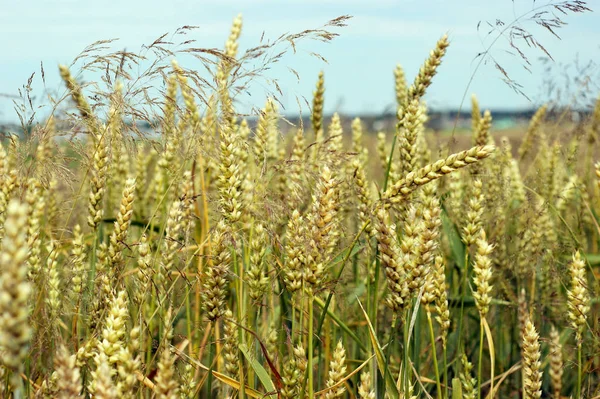 Campo Espiguillas Cebada Oro Cosecha Pan Sabroso Futuro Bielorrusia Agricultura —  Fotos de Stock