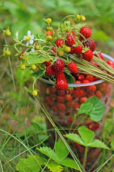 Strauß Walderdbeeren Auf Einer Tasse Voller Gepflückter Beeren Liegend — Stockfoto