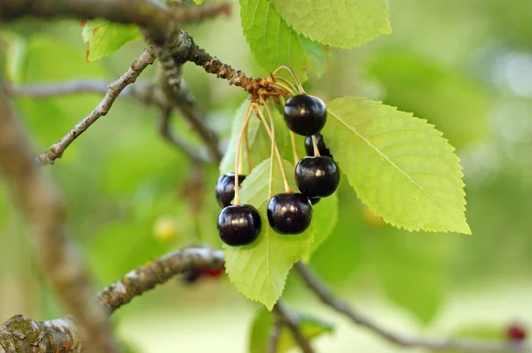 Glänzende Saftige Beeren Von Wildkirschen Auf Einem Brunch Mit Grünen — Stockfoto