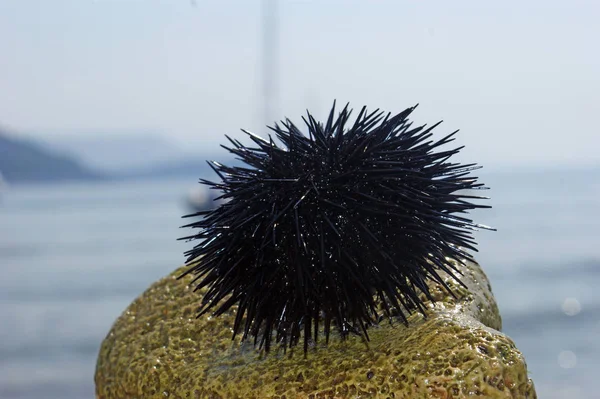 black spiny Sea urchin on a stone on a sand beach by the sea with white sea foam