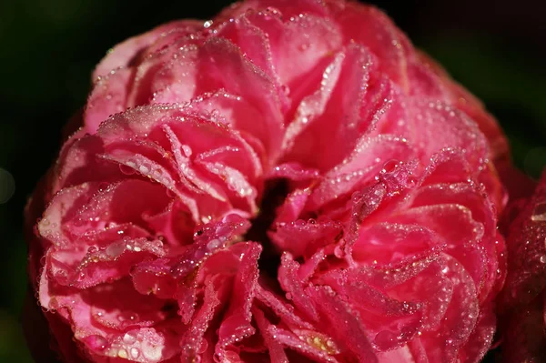 Квітка Троянди Вкрита Краплями Ранкового Туману Роси Чорному Фоні — стокове фото