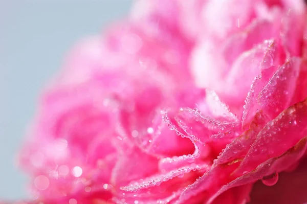 Růžový Květ Pokryté Kapkami Ranní Rosa Mlha Černém Pozadí — Stock fotografie