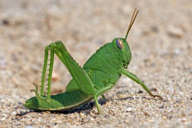 Büyük yeşil komik grasshoper keçiboynuzu kum üzerinde görünümü kapatın.