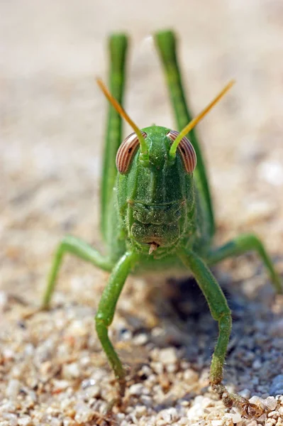 Close Van Een Grote Groene Grappige Grasshoper Sprinkhaan Het Zand — Stockfoto