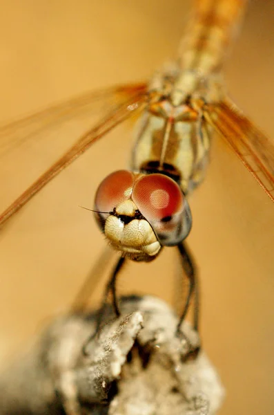 Close Dragonfly Big Red Eyes Beige Background — Stock Photo, Image