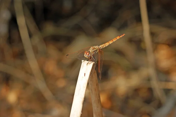 Close Van Dragonfly Met Grote Rode Ogen Beige Achtergrond — Stockfoto