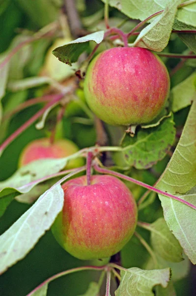 Yeşil Pembe Taze Organik Elma Meyve Yeşil Yaprakları Ile Brunch — Stok fotoğraf
