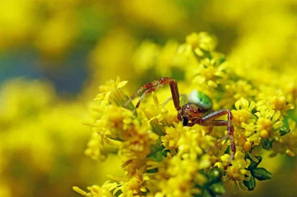 Araña Cangrejo Rojo Verde Sobre Flores Amarillas Con Presa Mosca —  Fotos de Stock