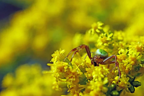 Araña Cangrejo Rojo Verde Sobre Flores Amarillas Con Presa Mosca —  Fotos de Stock