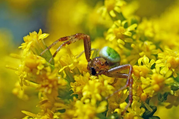 Araña Cangrejo Rojo Verde Sobre Flores Amarillas Con Presa Mosca —  Fotos de Stock