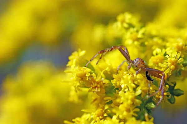 Araña Cangrejo Rojo Verde Sobre Flores Amarillas Con Presa Mosca —  Fotos de Stock