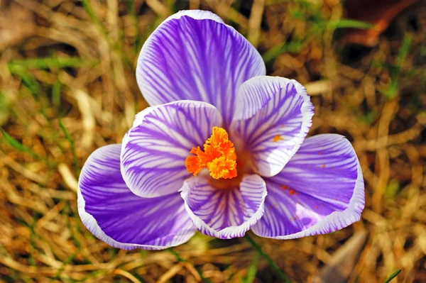 Flori Primăvară Crocus Violet Petale Portocalii Strălucitoare Vedere Sus Iarbă — Fotografie, imagine de stoc