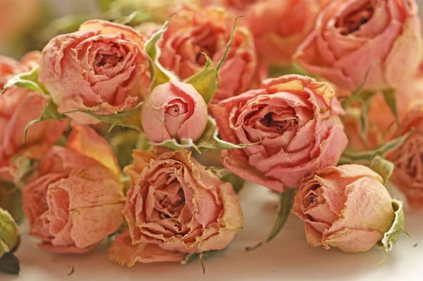 Botões Secos Pequenas Rosas Rosa Flores Com Sépalas Verdes Mesa — Fotografia de Stock