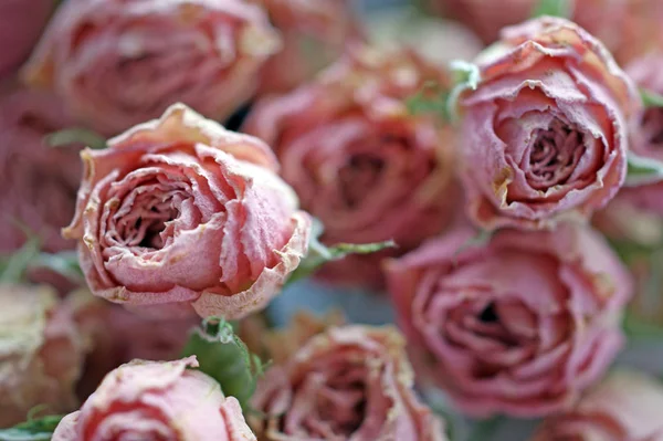 在桌子上的绿色萼片的小粉红色玫瑰花干芽 — 图库照片