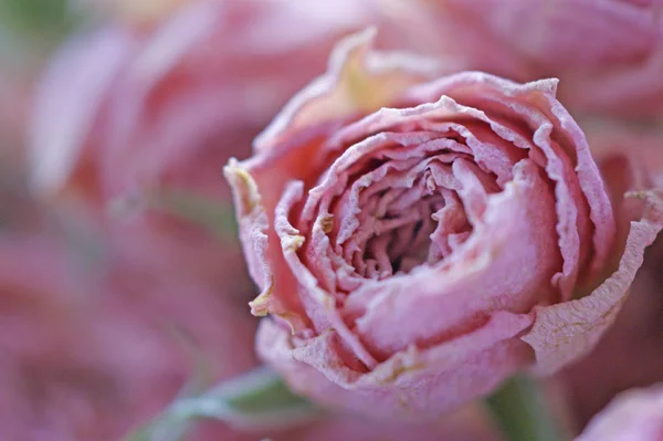 在桌子上的绿色萼片的小粉红色玫瑰花干芽 — 图库照片