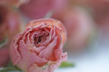 masada yeşil sepals ile küçük pembe gül çiçek tomurcuklu Kuru